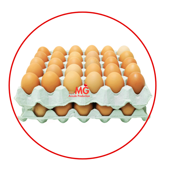 Oeuf