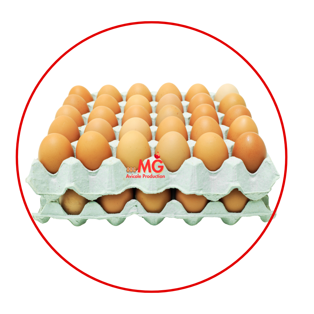 Oeuf